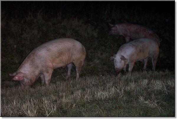 Verkehrsunfall mit Schwein